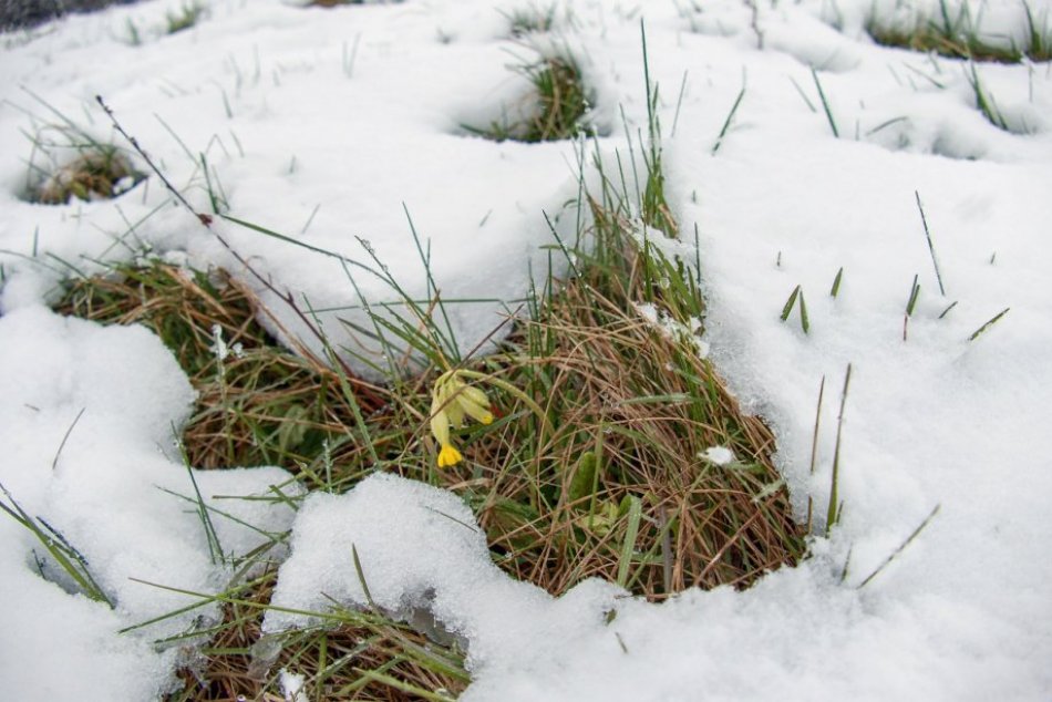 FOTO: Sneženie v obci Chvojnica